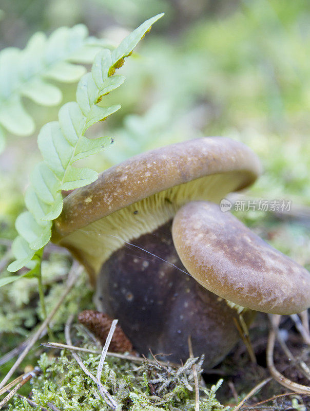 木耳(Paxillus atrotomentosus)